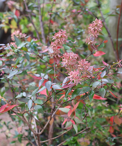 Abelia grandiflora