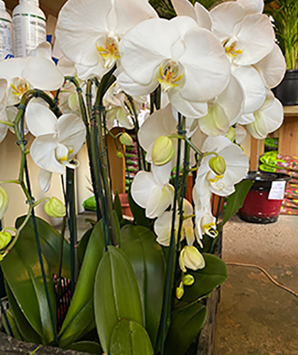 Orqudea Phalaenopsis 