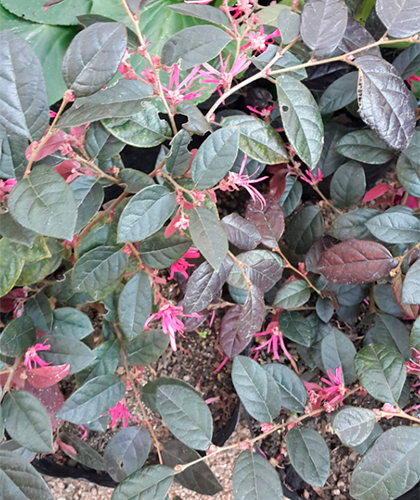 Loropetalum chinensis