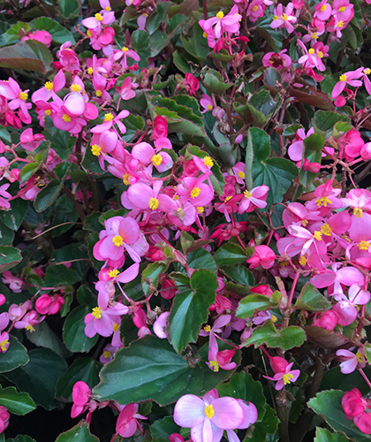 Begonia (Flor de azúcar) semperflorens. Rosadas - Lavender
